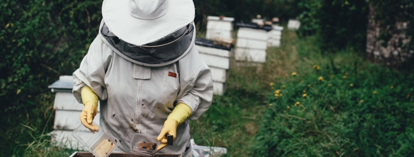 Location de Ruches : Participez activement à la sauvegarde de la biodiversité